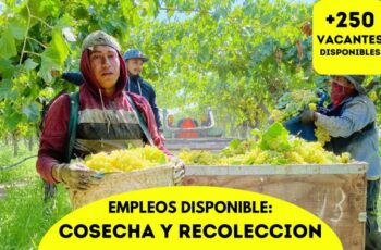 Cosecha y Recolección ¡Aplica Ahora!